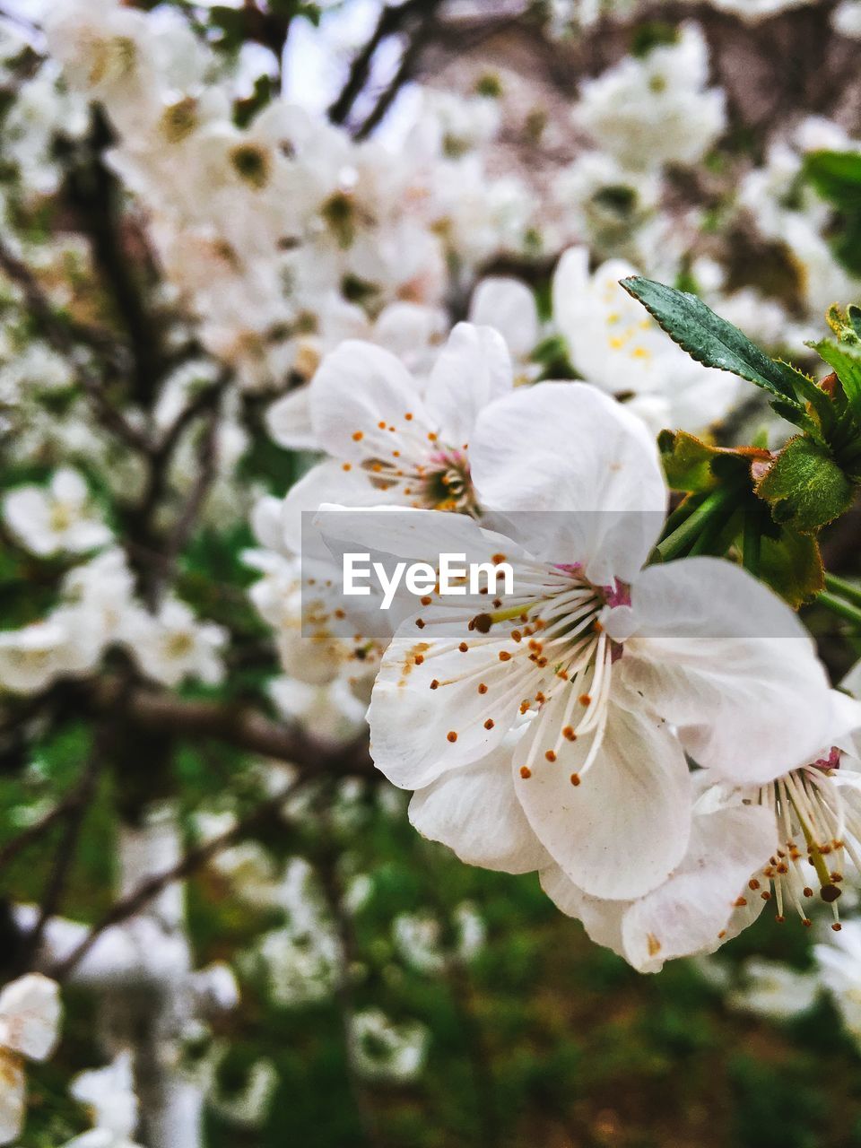 Close-up of white cherry blossom tree