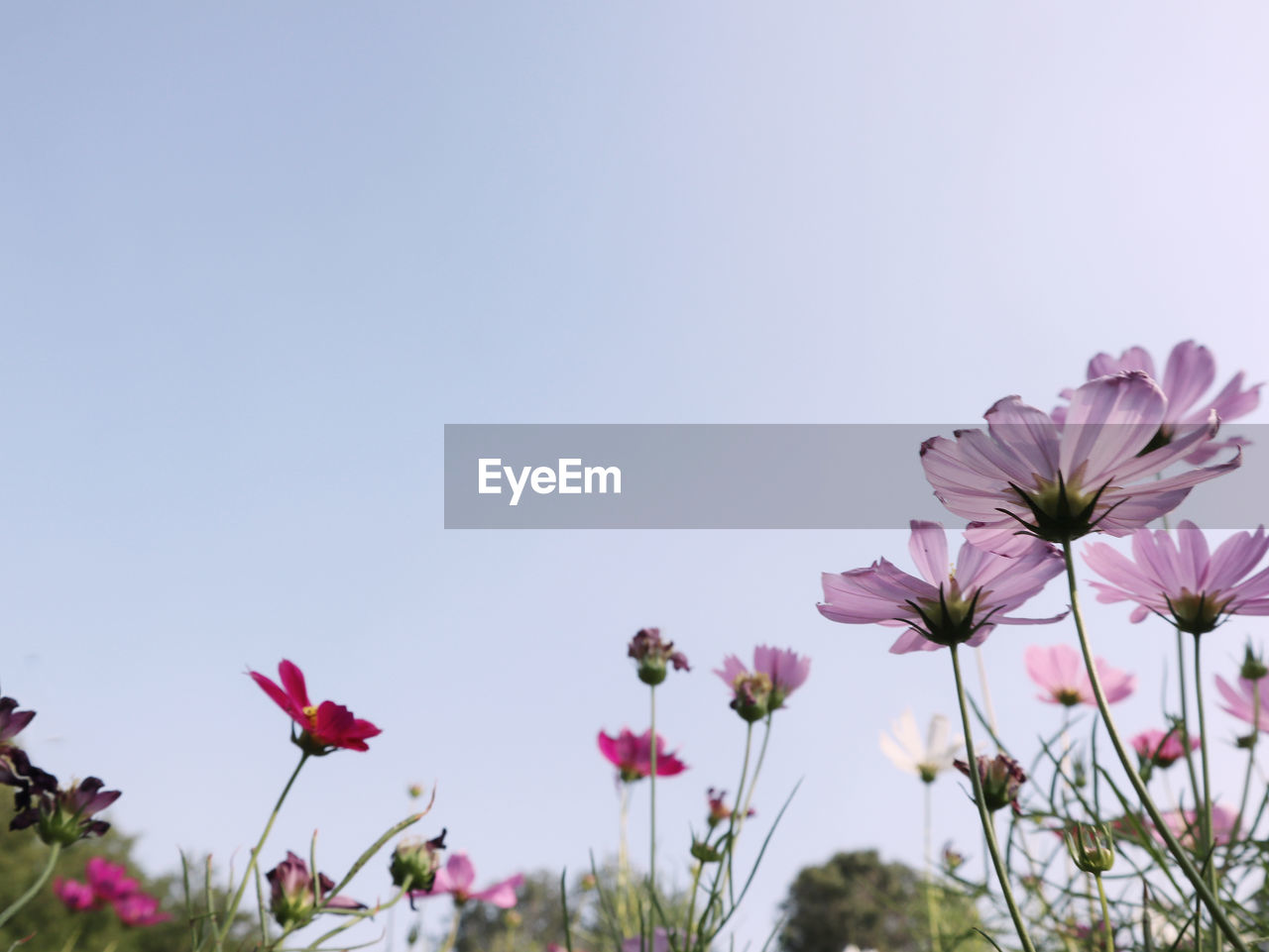 Close-up of pink cosmos flowers against sky