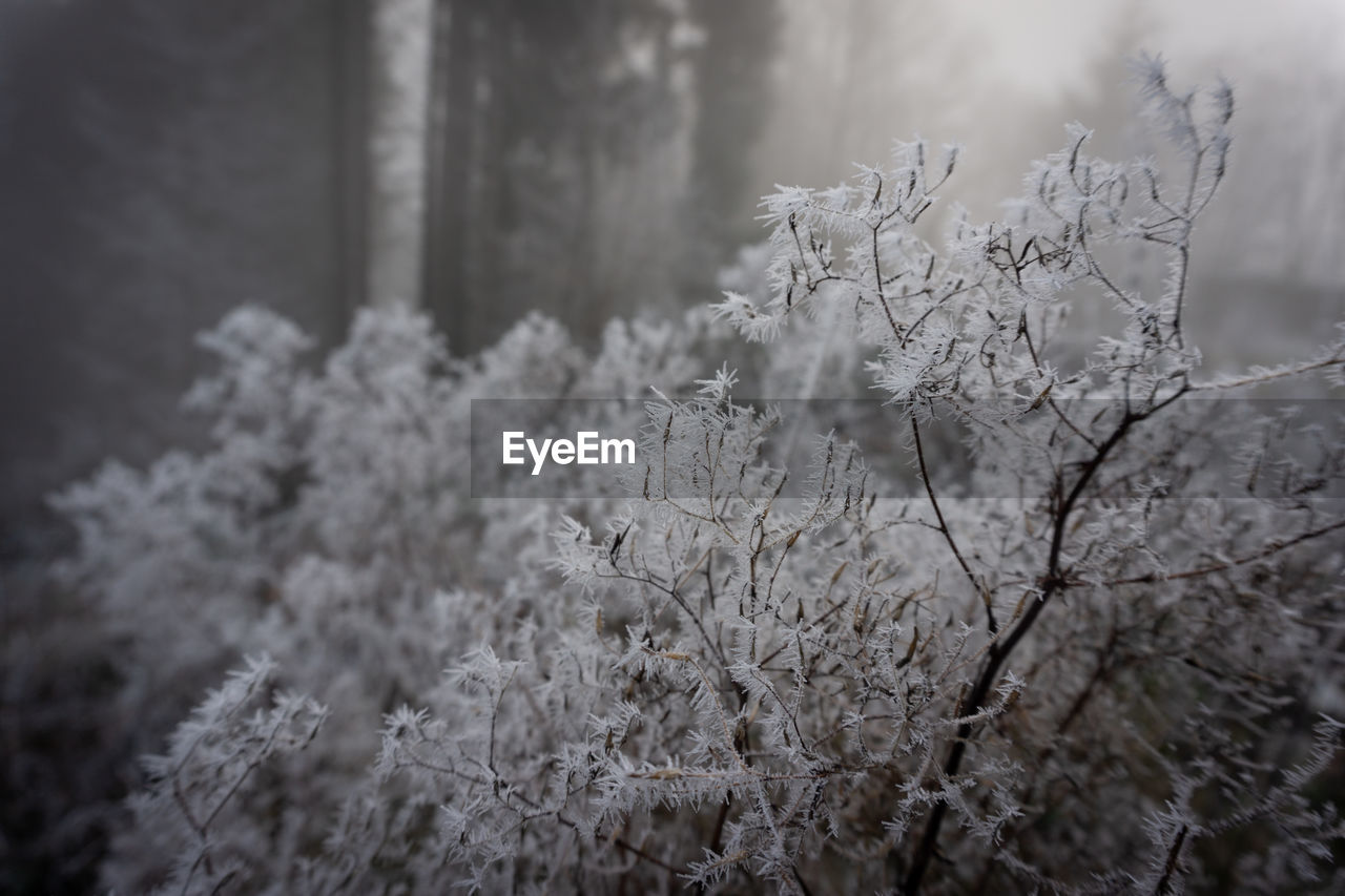Close-up of frozen plants in forest