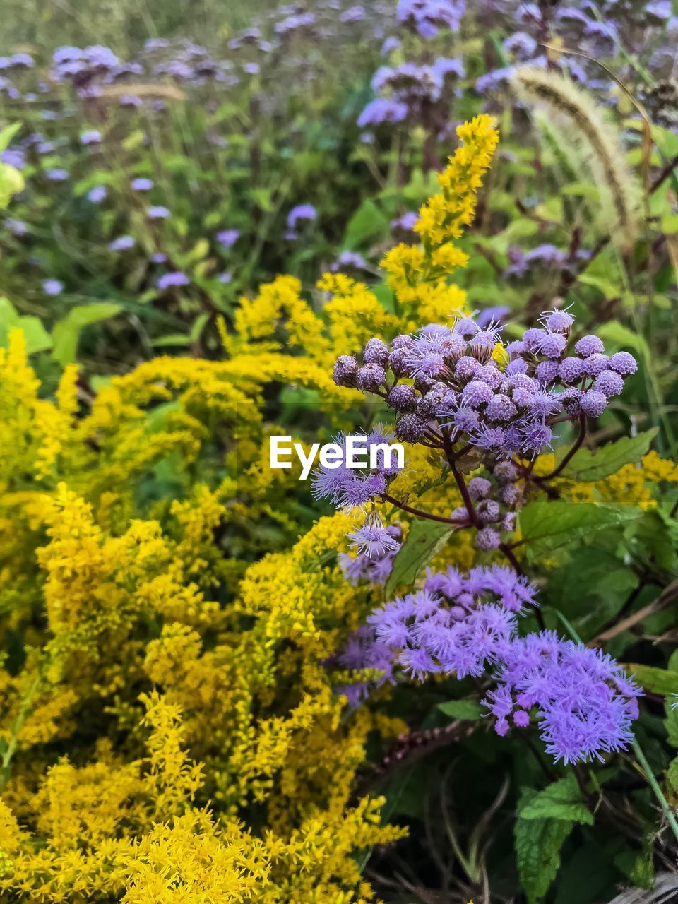 CLOSE-UP OF PURPLE FLOWERS