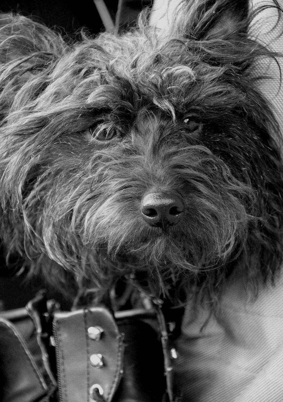 Close-up portrait of dog