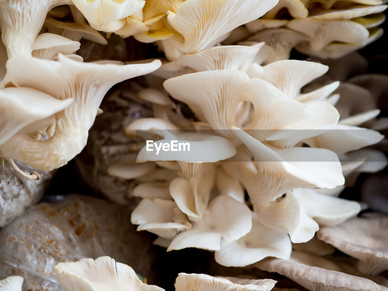 CLOSE-UP OF WHITE MUSHROOMS GROWING ON PLANT