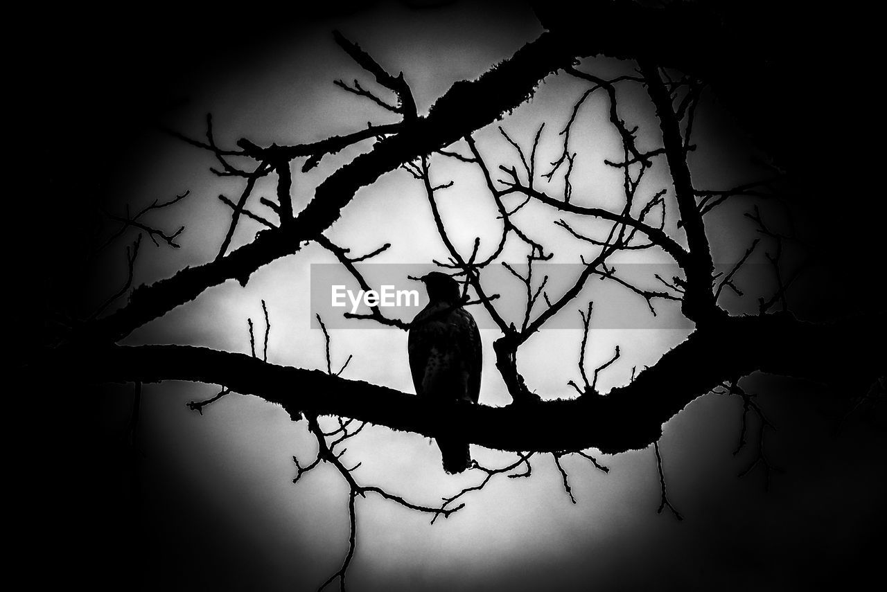 SILHOUETTE BIRD PERCHING ON BARE TREE