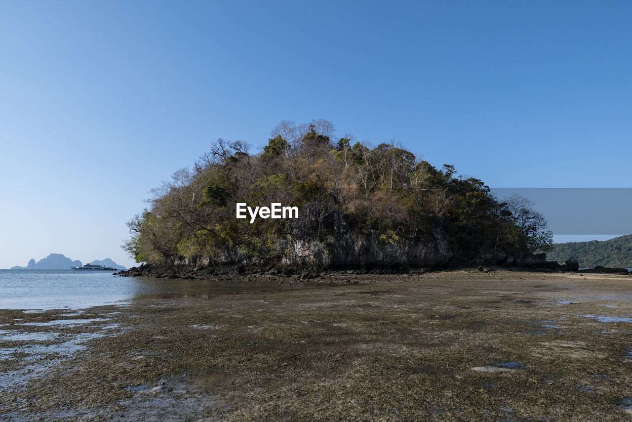 TREES ON BEACH AGAINST CLEAR BLUE SKY