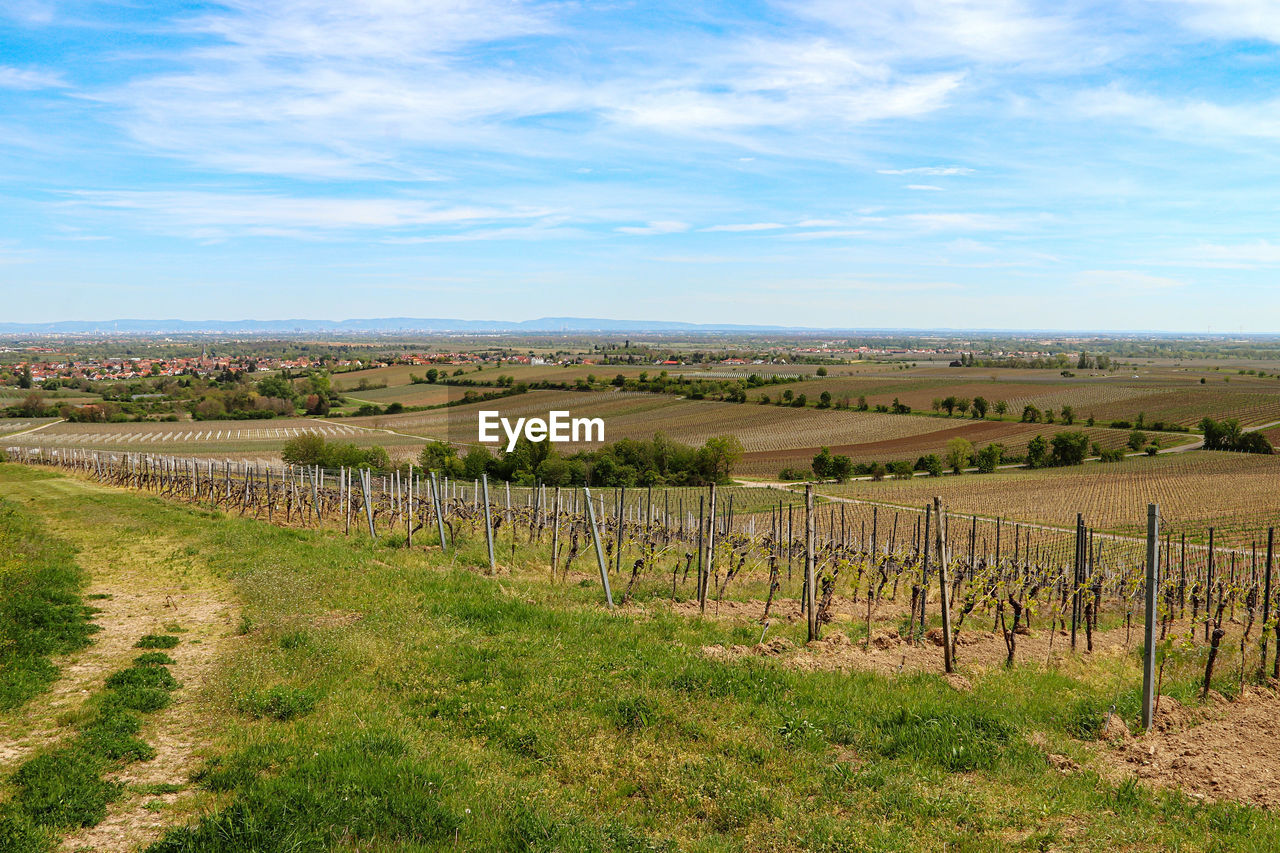 Scenic view of vineyard against sky