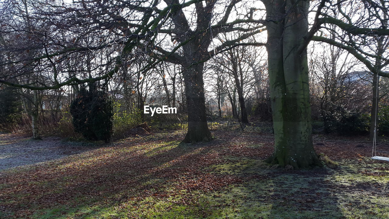 CLOSE-UP OF TREES IN PARK