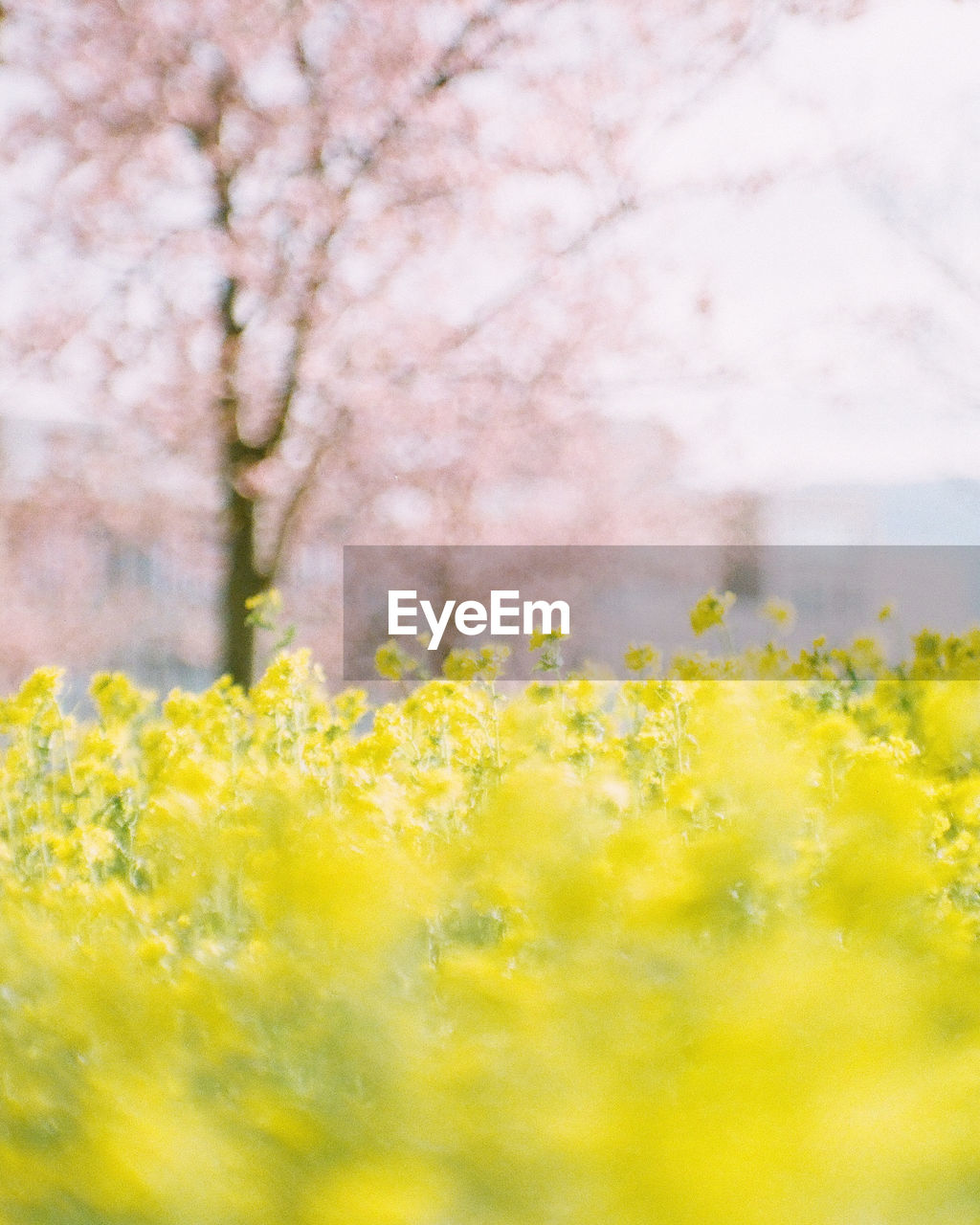 CLOSE-UP OF FRESH YELLOW FLOWER FIELD