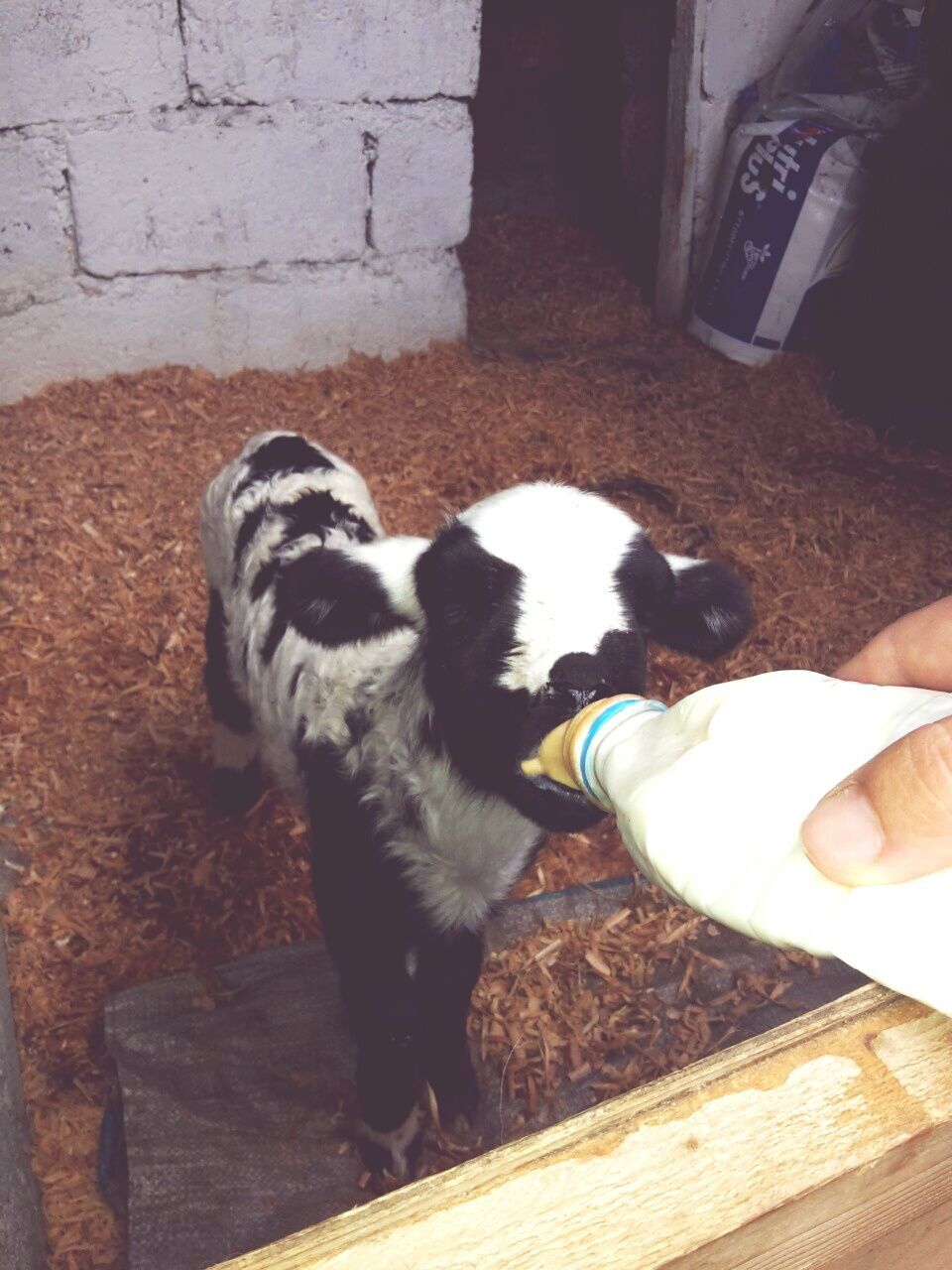 Cropped image of hand feeding milk to lamb at farm