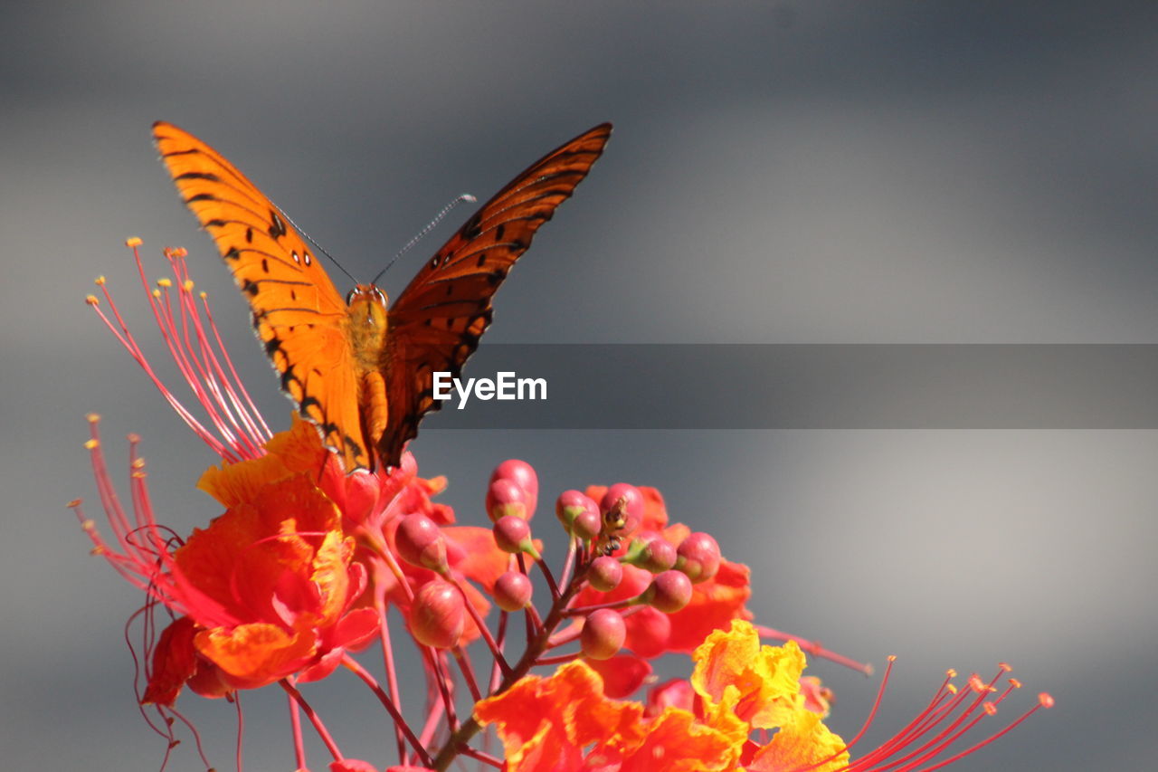 Close-up of butterfly pollinating on flowers