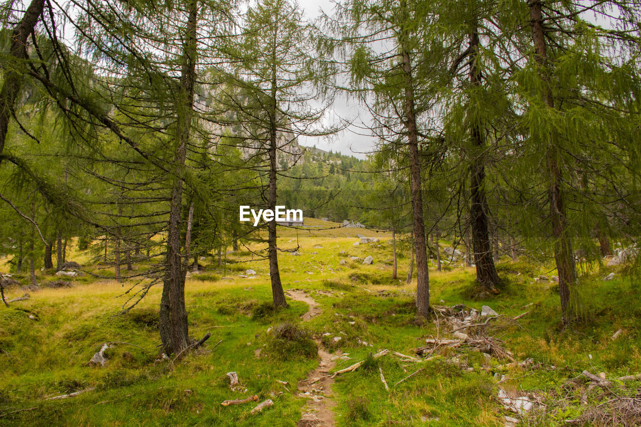 Pine trees in forest