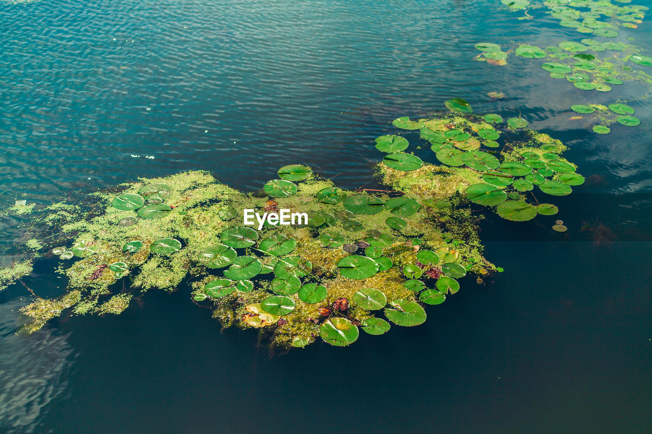 HIGH ANGLE VIEW OF LEAVES FLOATING IN LAKE