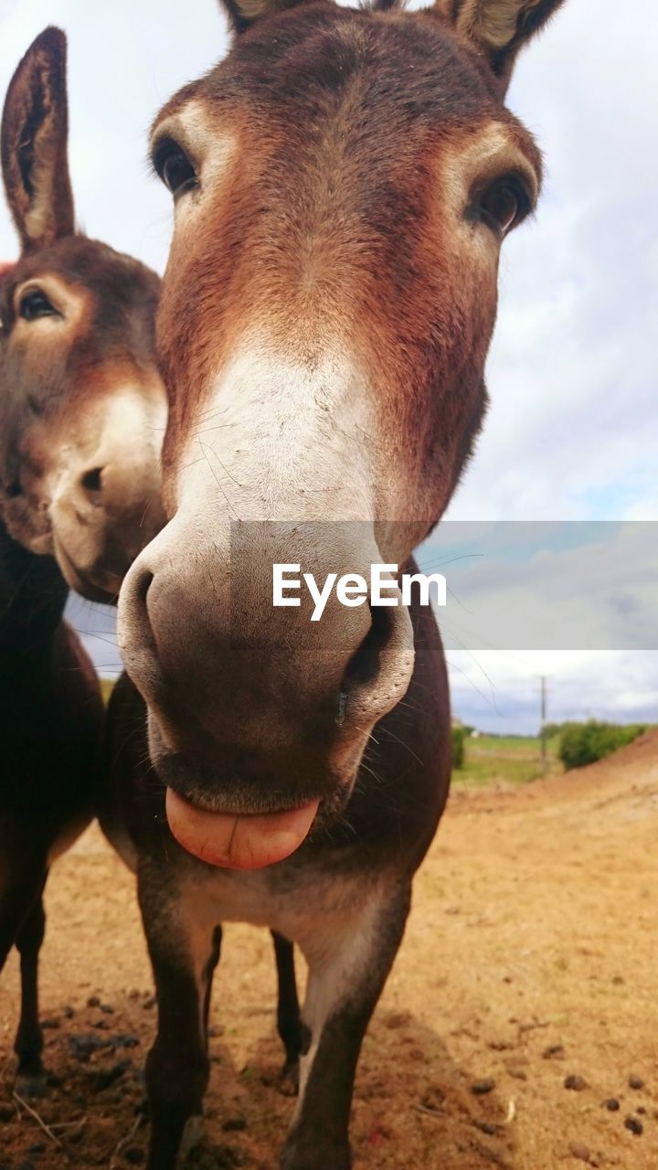 CLOSE-UP PORTRAIT OF HORSES ON FIELD