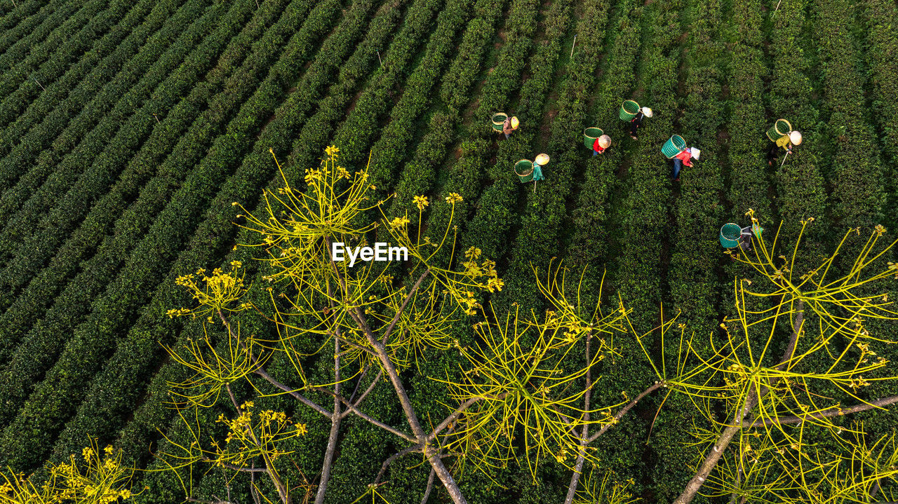 high angle view of flowering plants on field