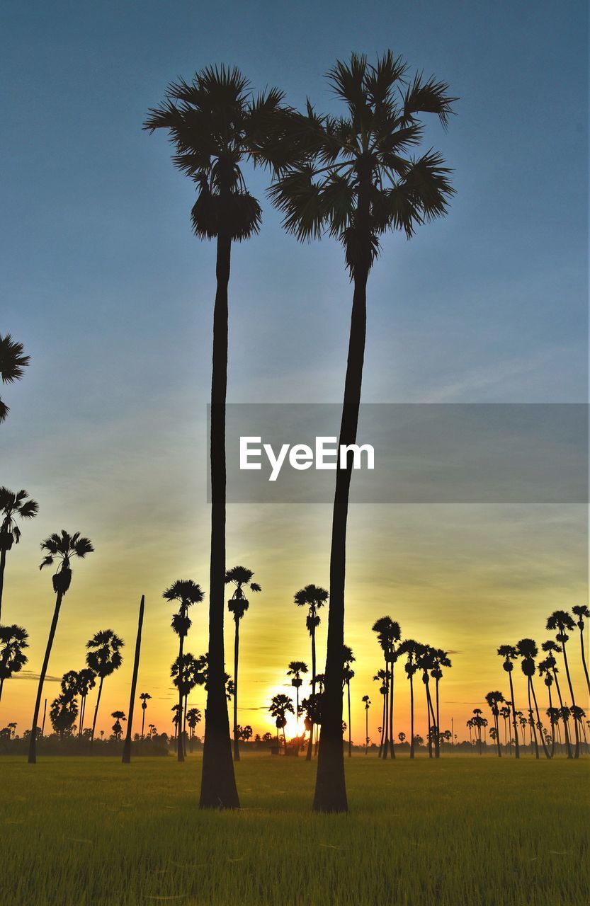 SILHOUETTE PALM TREES AGAINST SKY DURING SUNSET