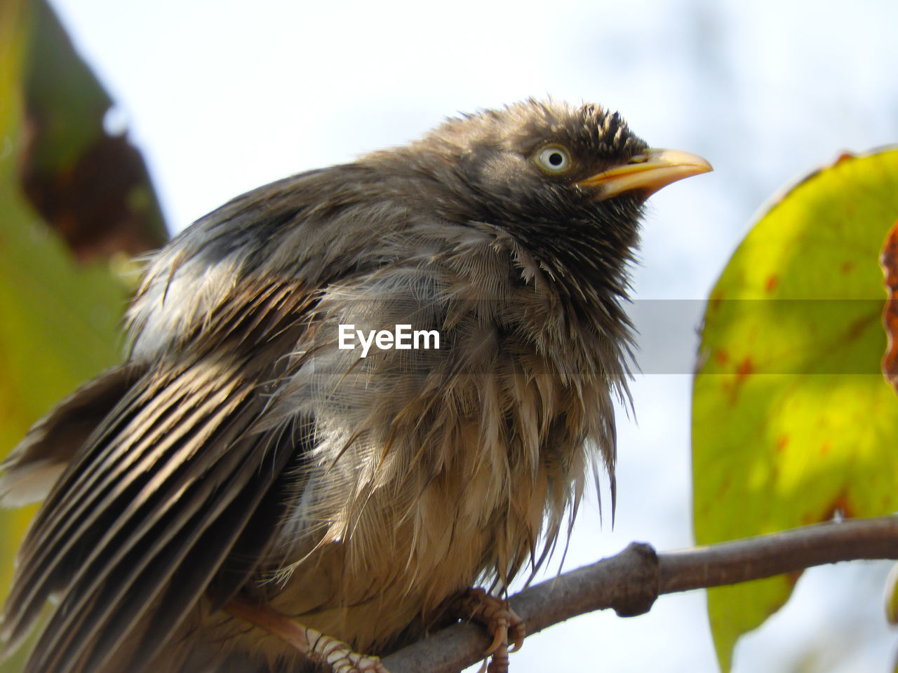 BIRD PERCHING ON A BRANCH