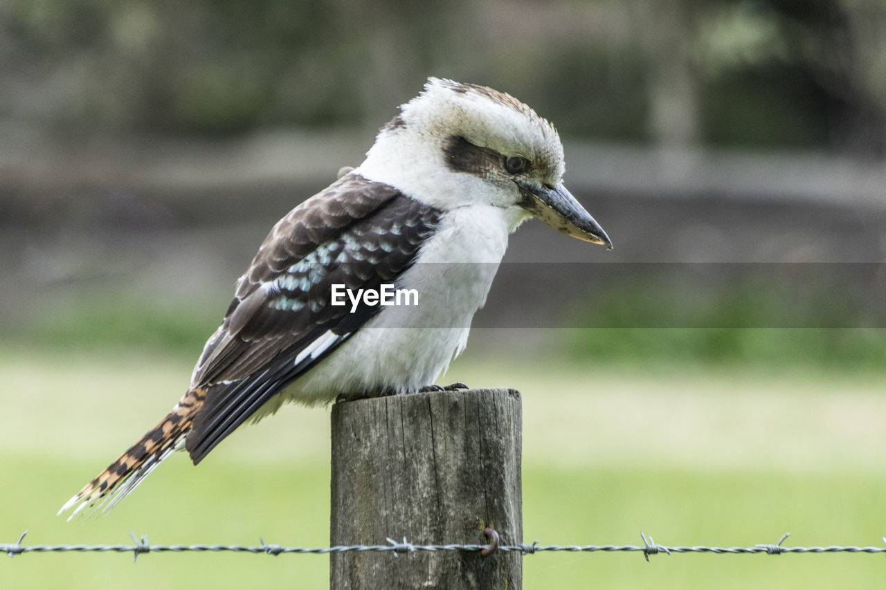 CLOSE-UP OF BIRD ON WOODEN POST