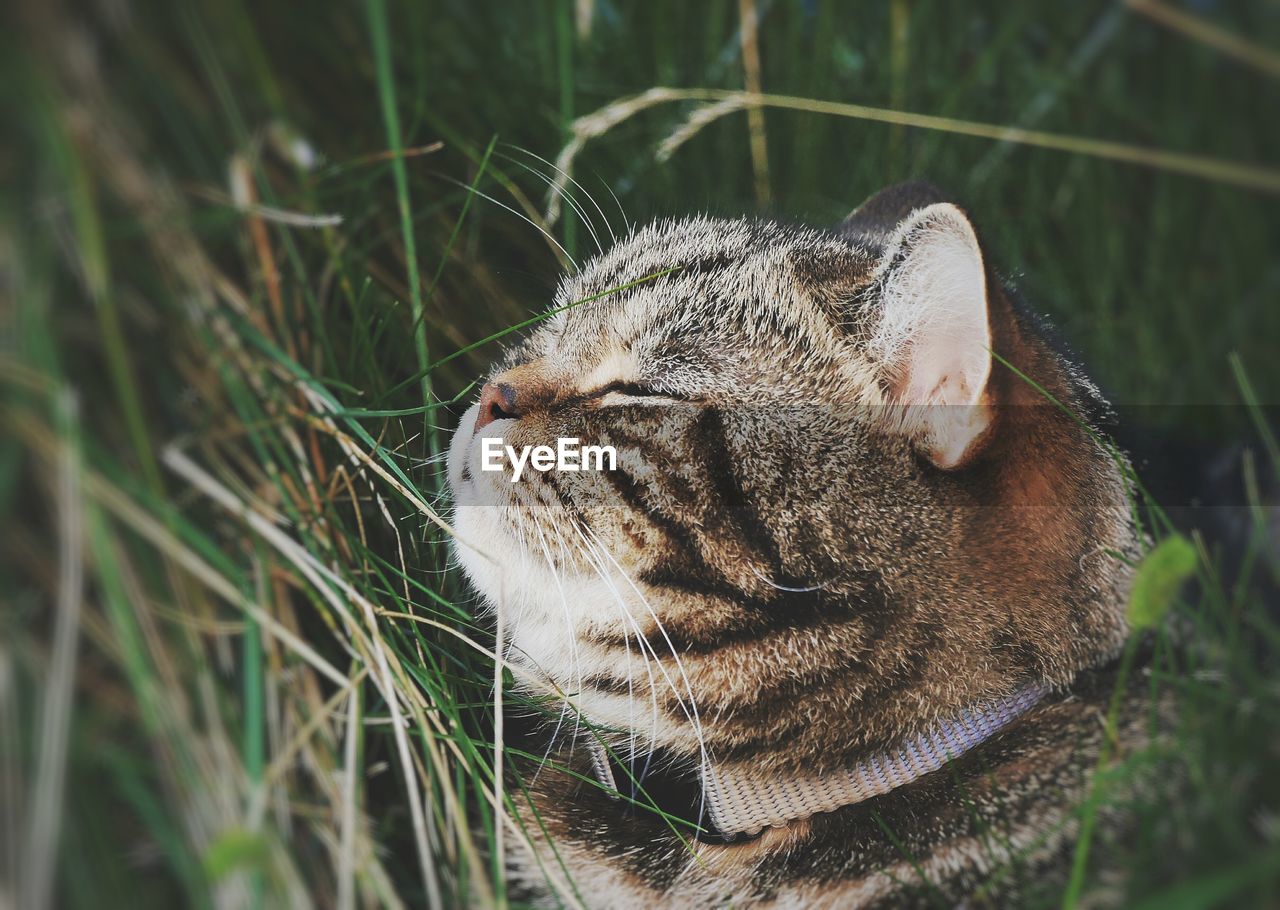 CLOSE-UP OF CAT RELAXING