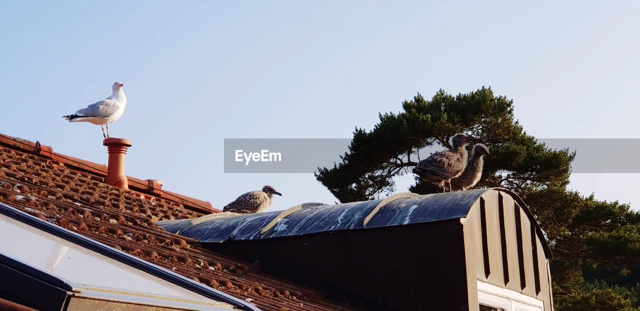 Low angle view of seagulls perching on roof