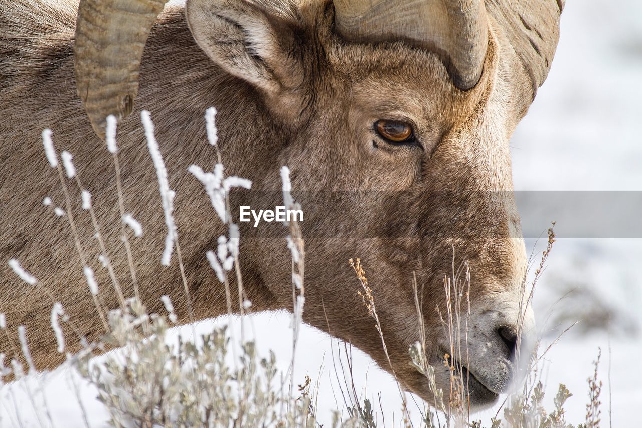 Side view of bighorn sheep