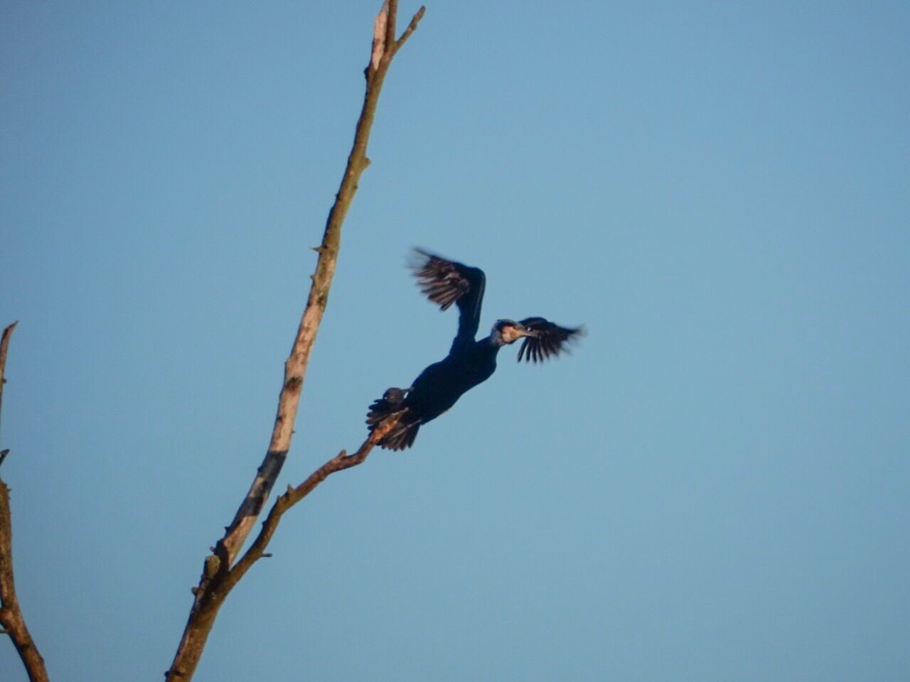 LOW ANGLE VIEW OF OWL FLYING AGAINST CLEAR BLUE SKY