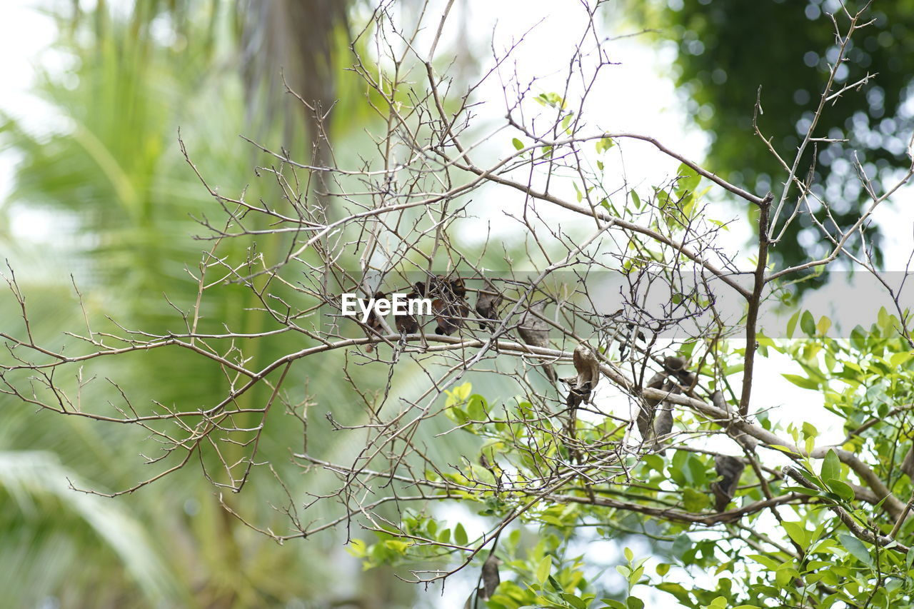 LOW ANGLE VIEW OF BIRD NEST IN TREE
