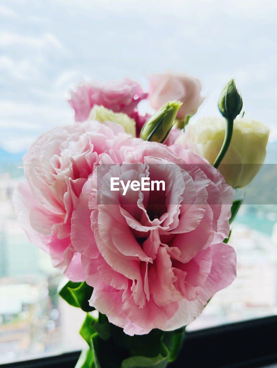 pink, flower, flowering plant, plant, beauty in nature, freshness, nature, floristry, close-up, bouquet, flower head, fragility, petal, rose, no people, flower arrangement, focus on foreground, blossom, inflorescence, indoors, floral design, cut flowers, day, vase, bunch of flowers, arrangement, window