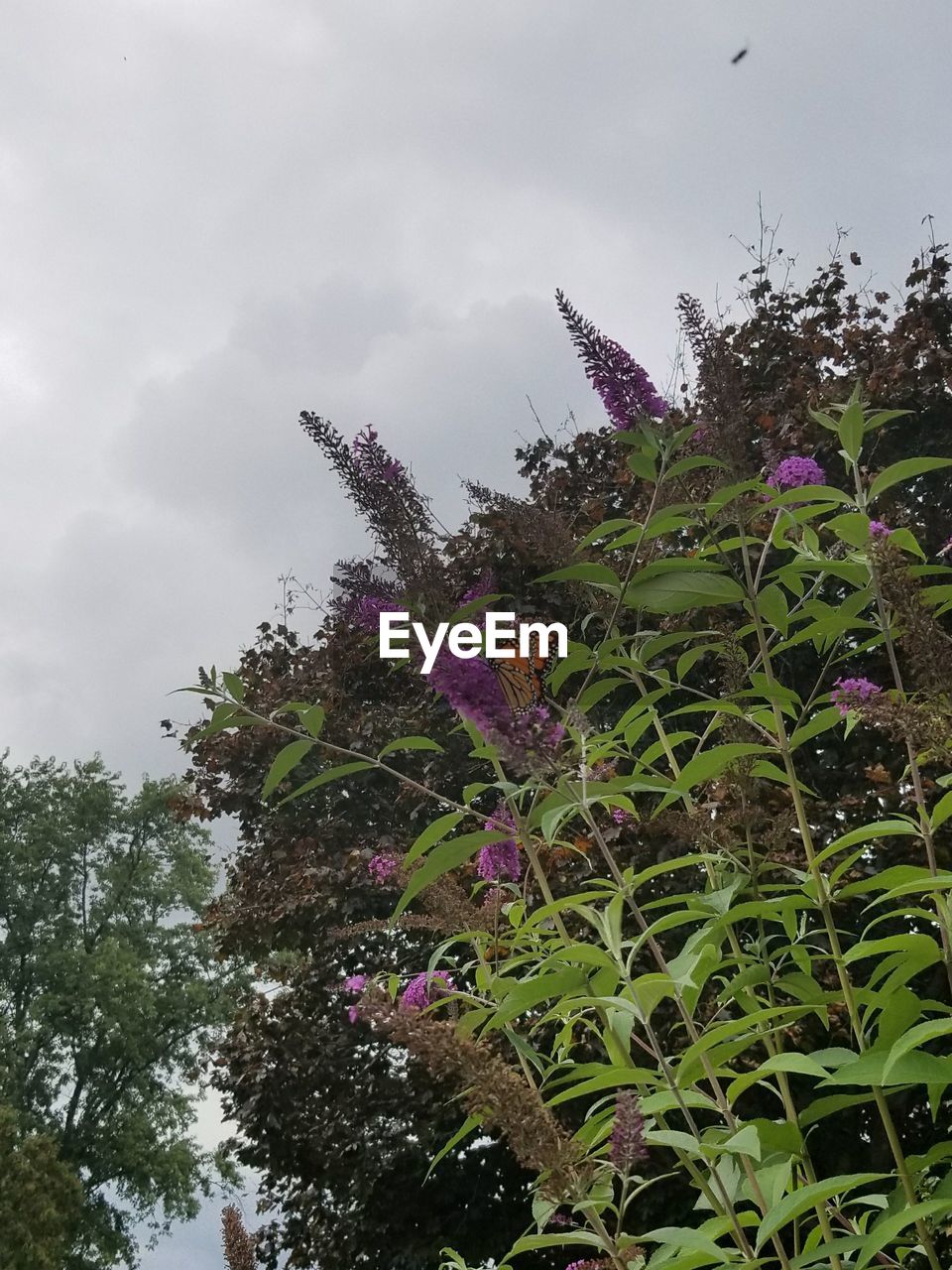 LOW ANGLE VIEW OF PLANT AGAINST SKY