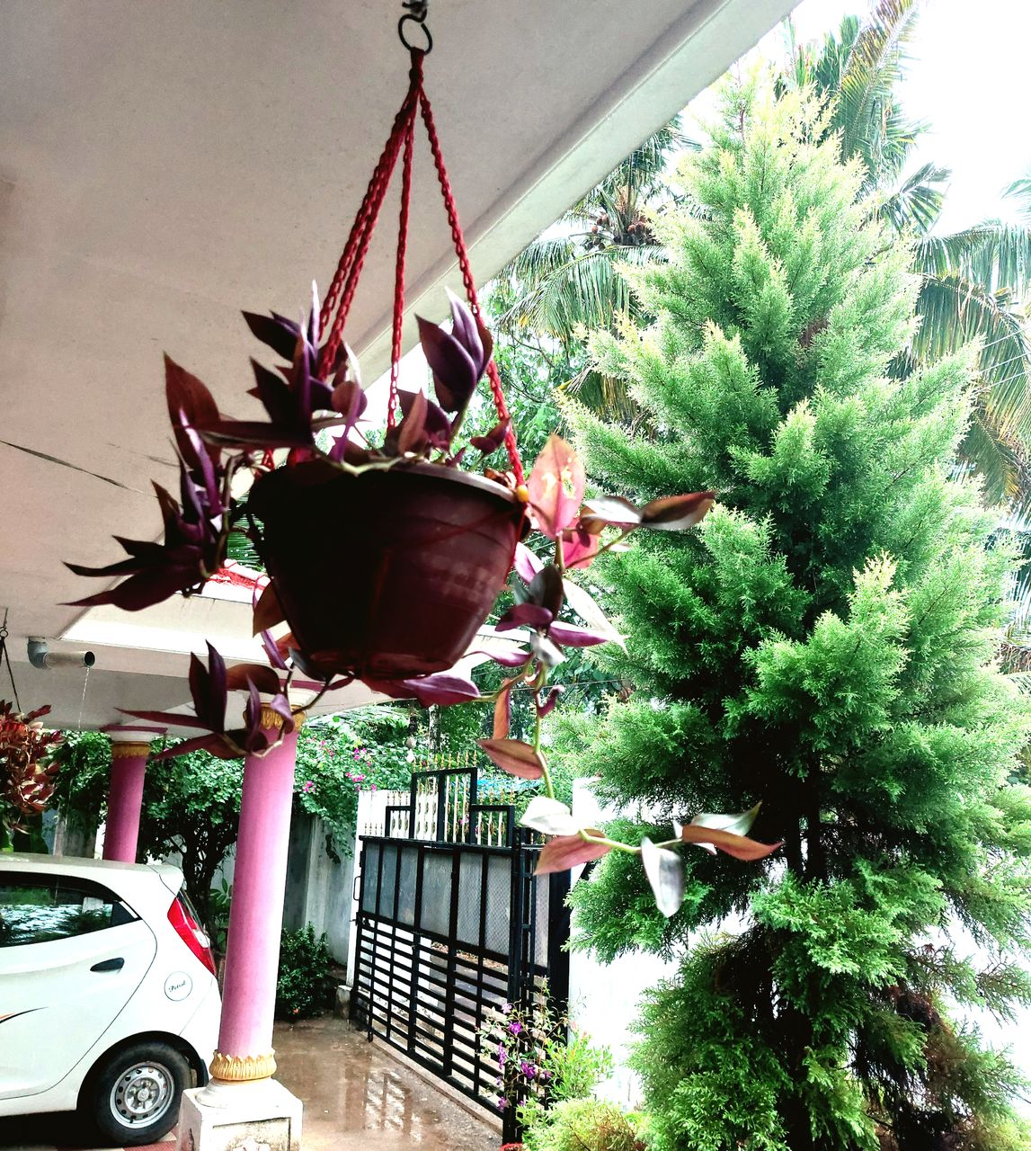 plant, tree, nature, flower, architecture, decoration, vehicle, built structure, no people, growth, mode of transportation, day, car, building exterior, motor vehicle, christmas tree, christmas, hanging, celebration, outdoors, transportation, green, potted plant, land vehicle
