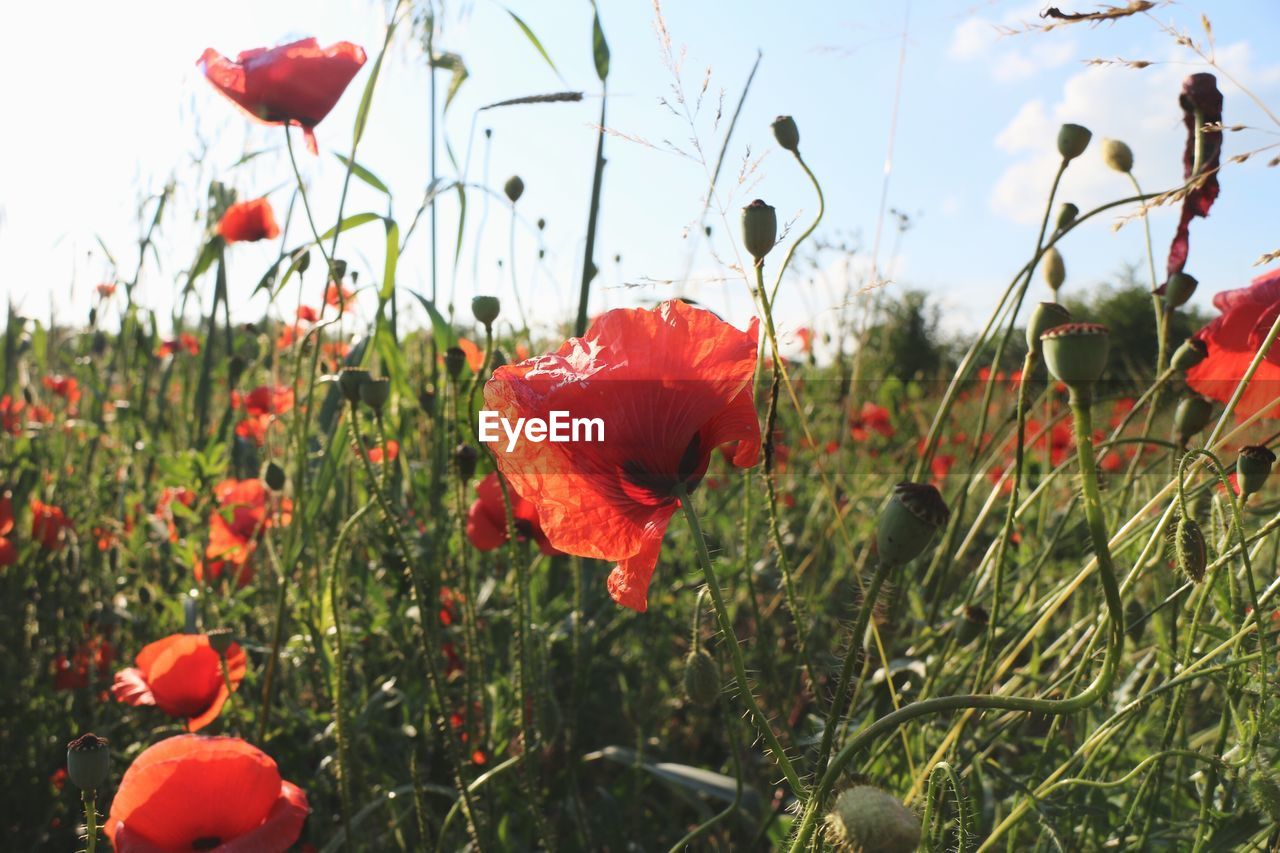 Red poppies growing on field against sky
