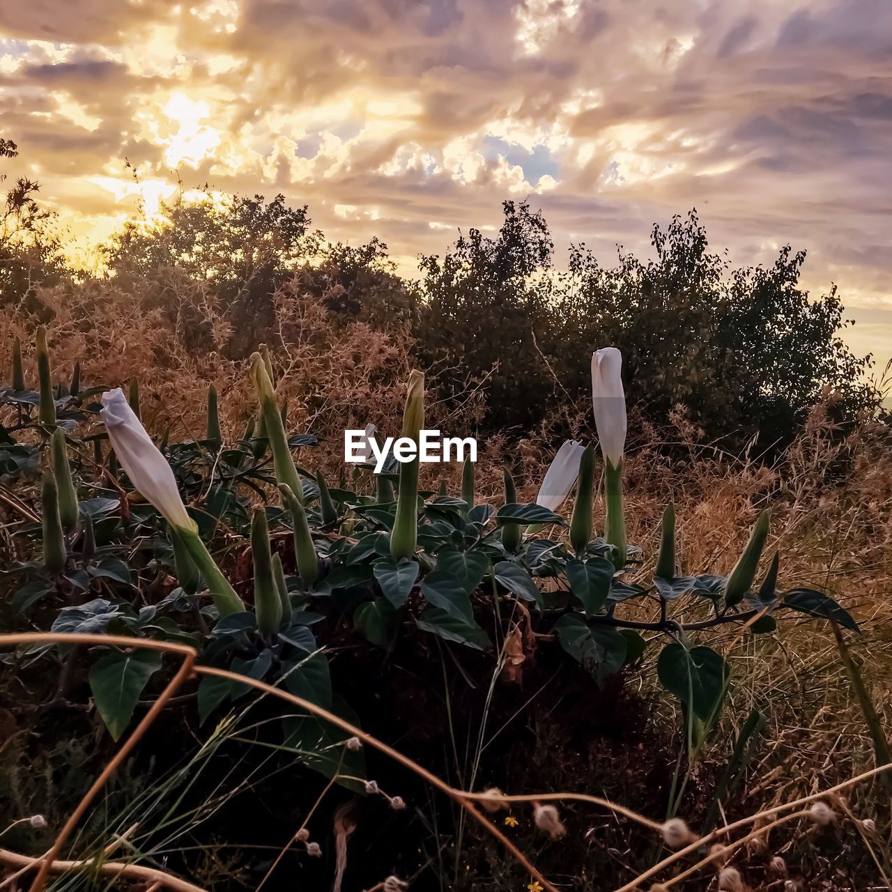 CACTUS GROWING ON FIELD AGAINST SKY