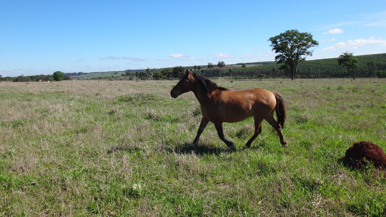 HORSE STANDING ON FIELD