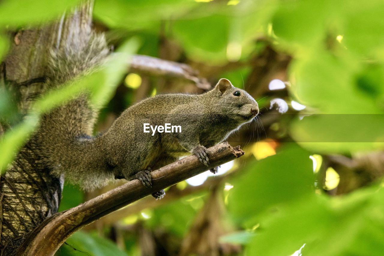 animal, animal themes, animal wildlife, nature, green, wildlife, squirrel, one animal, mammal, tree, plant, branch, no people, rodent, chipmunk, plant part, outdoors, leaf, side view, eating, selective focus, environment, forest