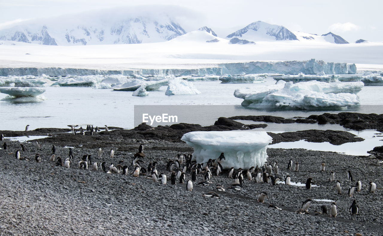 Gentoo penguins in antarctica
