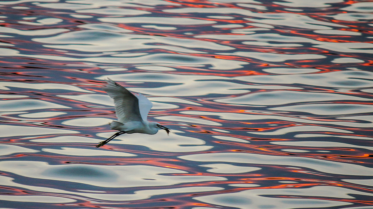 HIGH ANGLE VIEW OF SEAGULL IN SEA