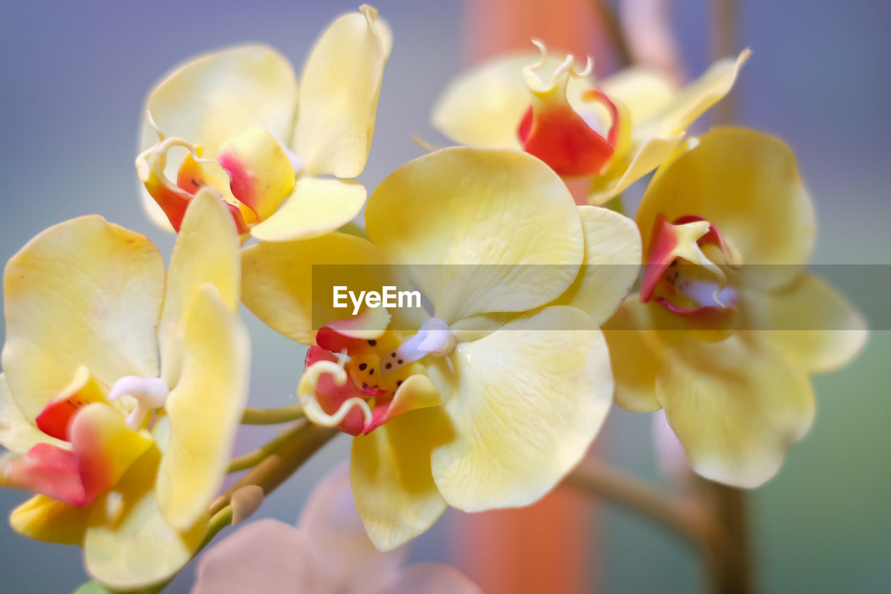 CLOSE-UP OF FRANGIPANI