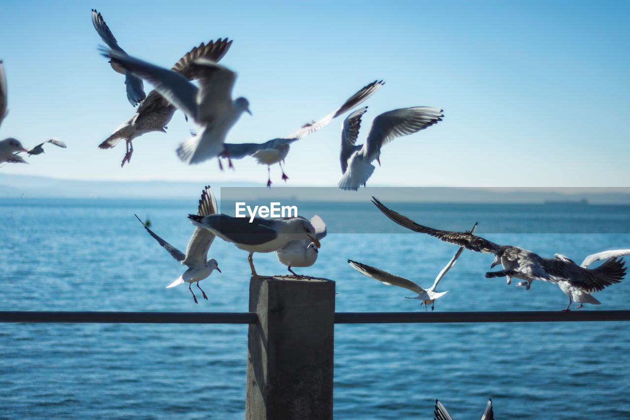 Seagulls flying over railing against sea