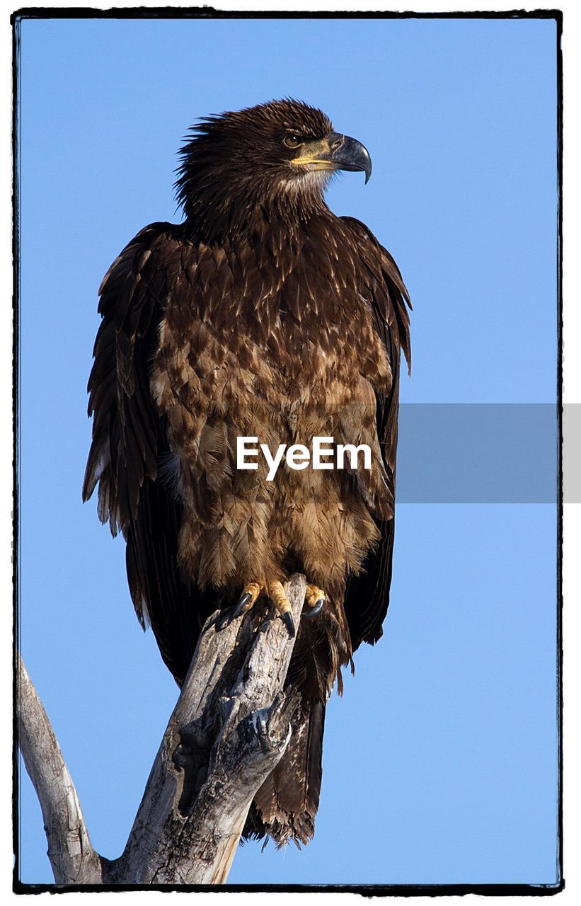 LOW ANGLE VIEW OF BIRD PERCHING ON BRANCH