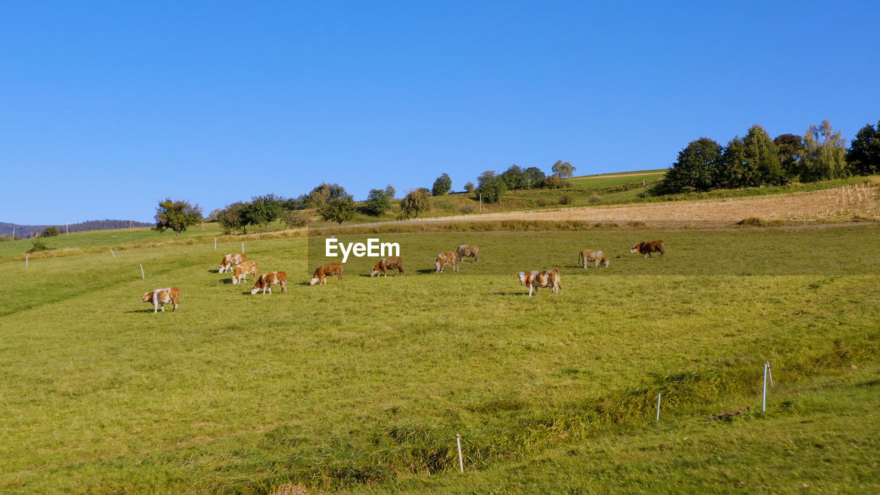 FLOCK OF SHEEP GRAZING ON FIELD