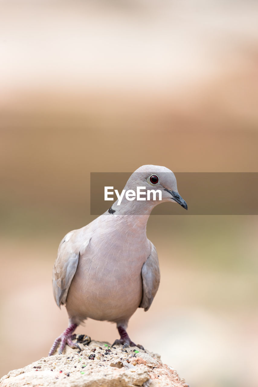 CLOSE-UP OF PIGEON PERCHING ON A BIRD