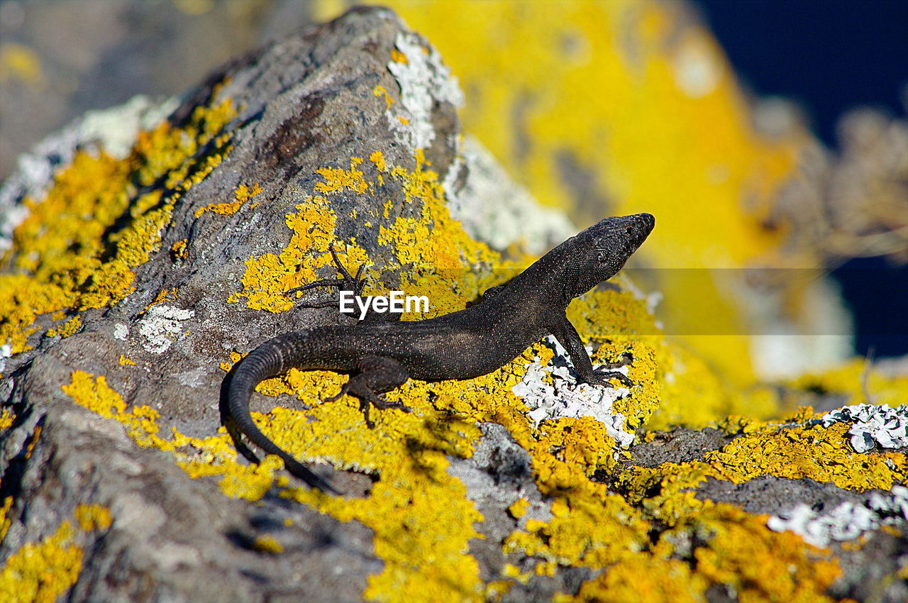 Lizard on rock with lichens