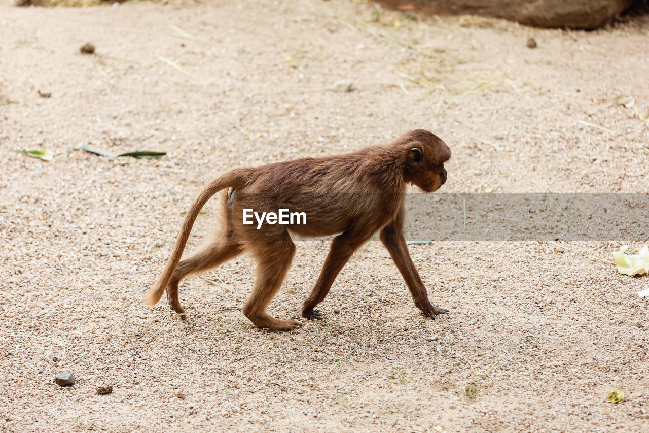 Little cute macaque monkey walking in the nature park. selective focus. animal background