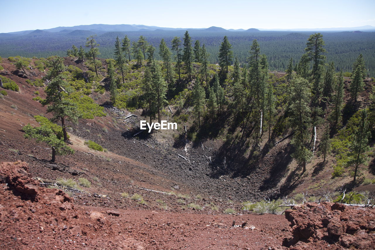 SCENIC VIEW OF TREES ON MOUNTAIN