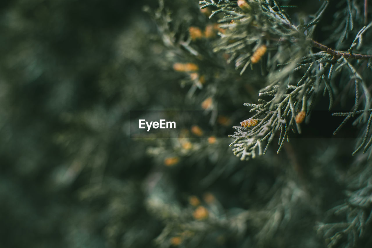 Green leaves close up of cupressus in nature with blur background