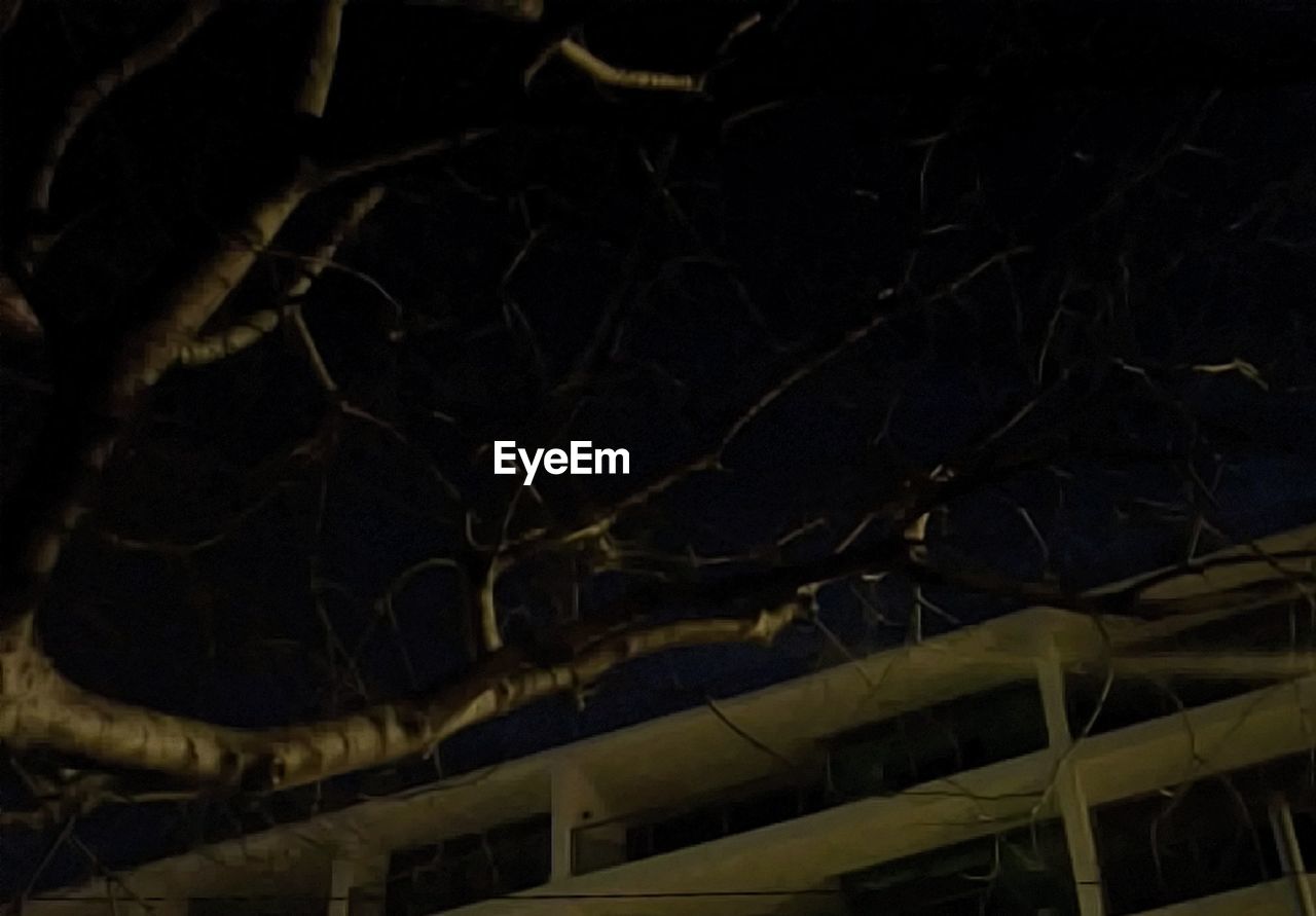 CLOSE-UP OF BARE TREE BRANCHES DURING WINTER