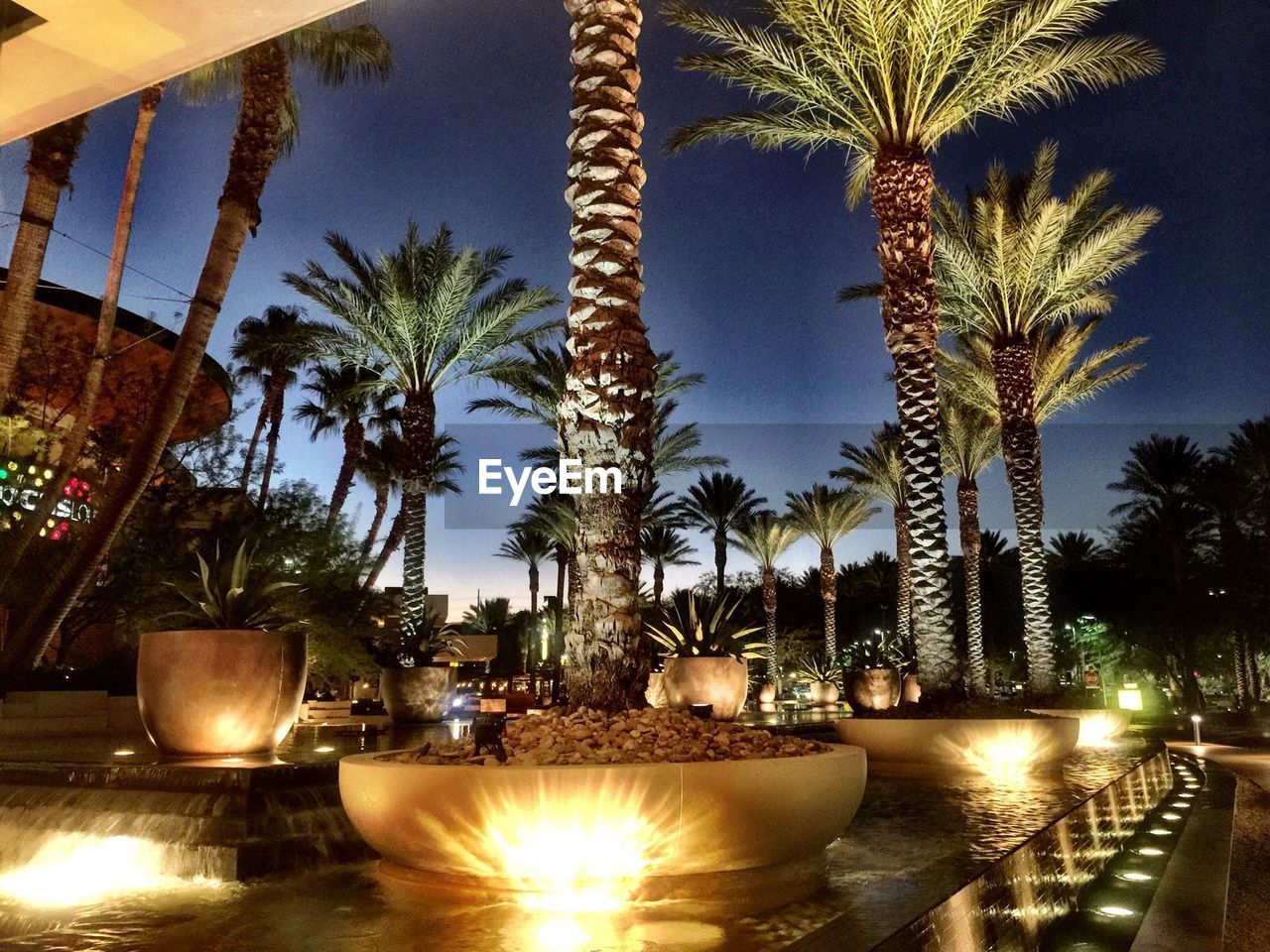 Illuminated palm trees at night