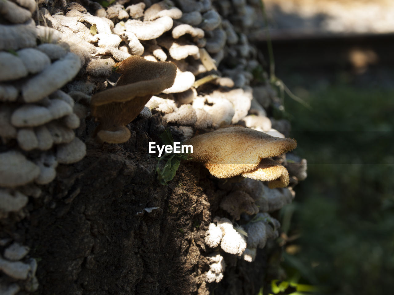 Close-up of mushroom growing on field