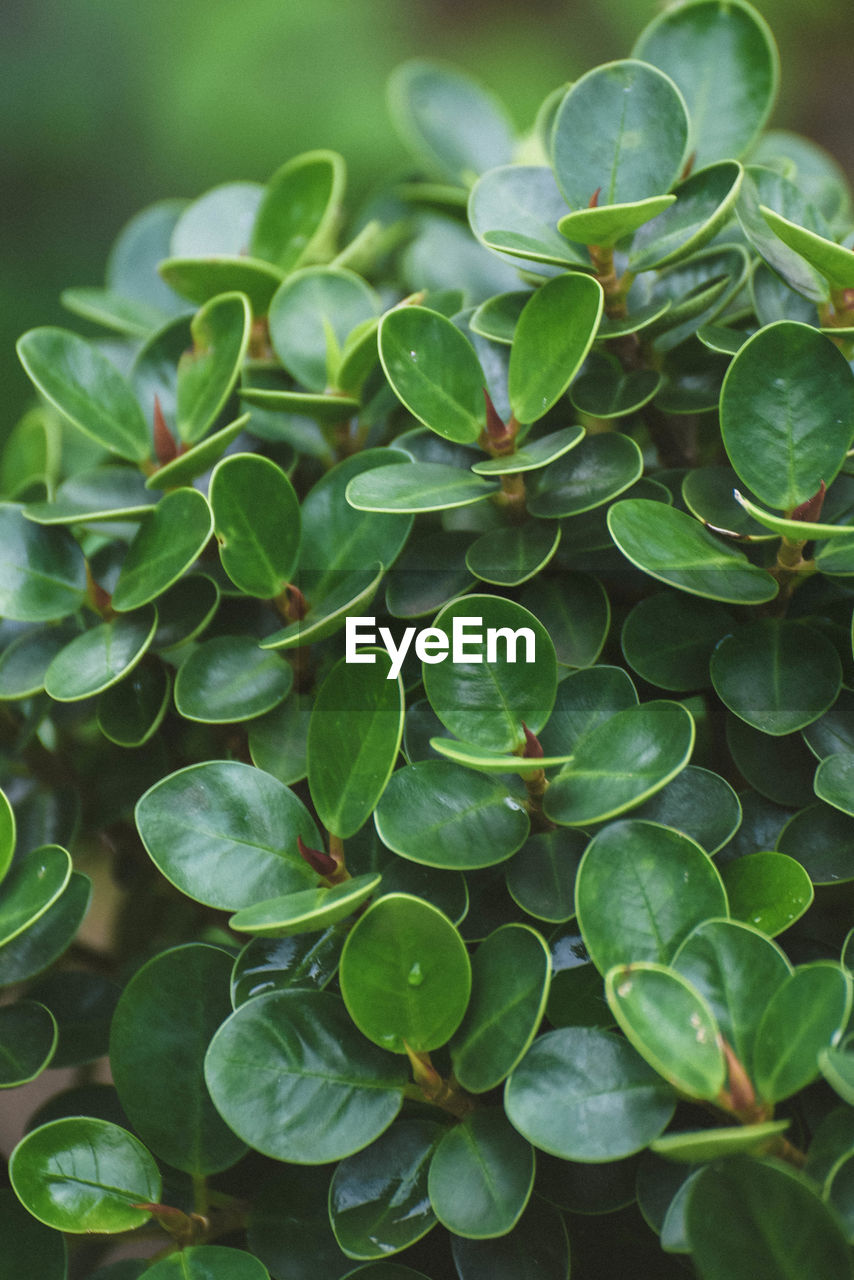 High angle view of succulent plant leaves