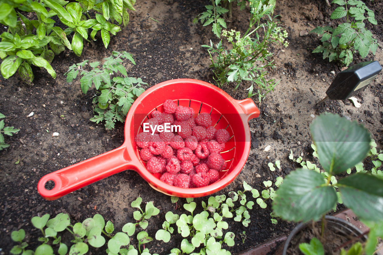 High angle view of raspberries in container on field