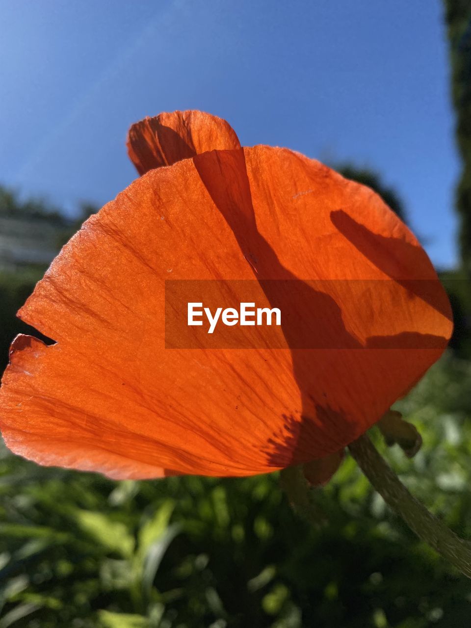 flower, plant, orange color, leaf, nature, yellow, beauty in nature, close-up, petal, macro photography, no people, plant part, poppy, outdoors, flowering plant, growth, freshness, sky, day, fragility, tree, blue, flower head, focus on foreground