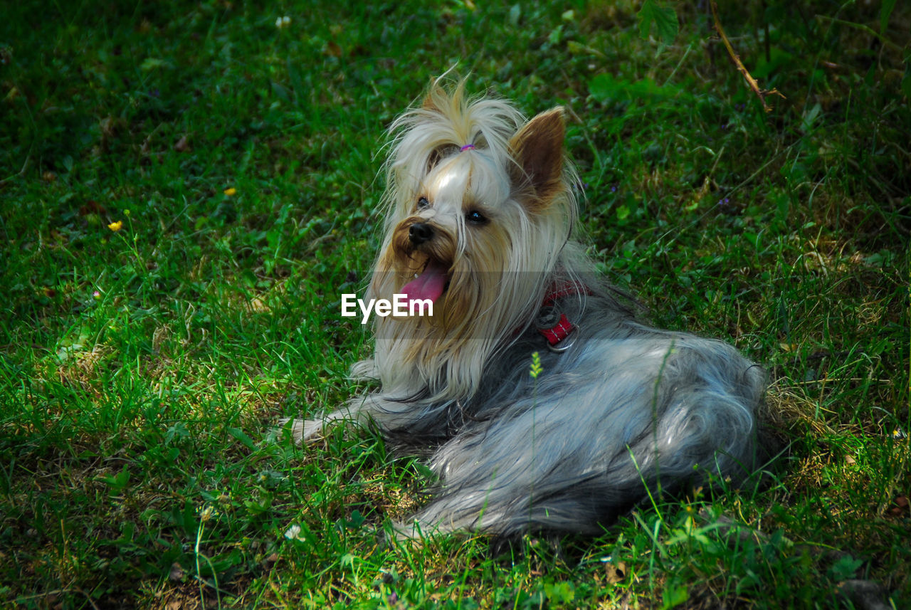 High angle view of dog with mouth open sitting on grassy field